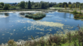 “Ecosistema Parco della Pace”, convegni e visite guidate alla scoperta di ambiente e biodiversità